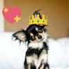 pupsandcups362